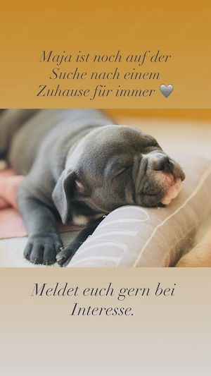 Old English Bulldog Welpen Bild 5