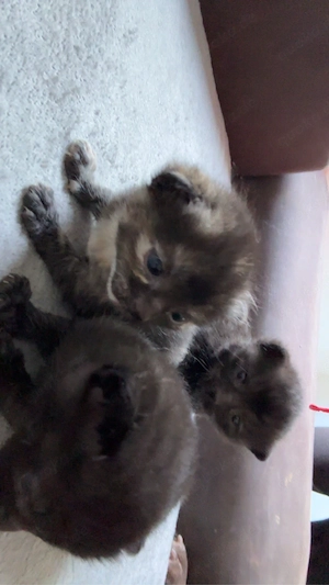 BKH EKH mix kitten 