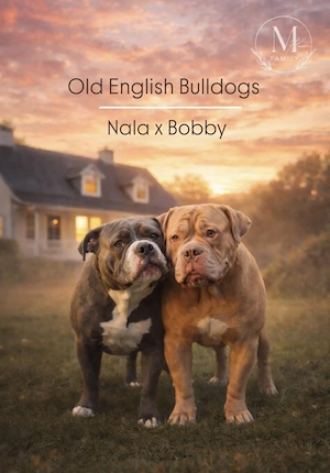 Old English Bulldog Welpen Bild 9