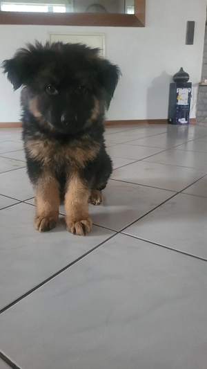 Deutsche Schäferhunde Welpen langhaare 