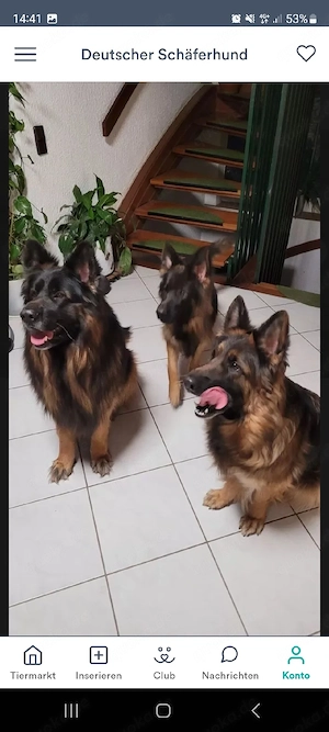 Deutsche Schäferhunde Welpen langhaare 