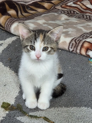 EKH Kätzchen Kitten Katzen