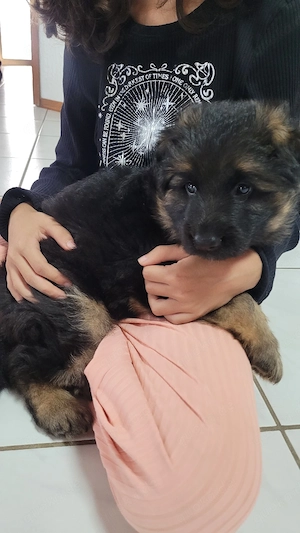 Deutsche Schäferhunde Welpen langhaare 