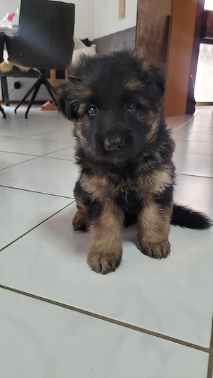 Deutsche Schäferhunde Welpen langhaare 
