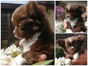 Chihuahua Rüde 
