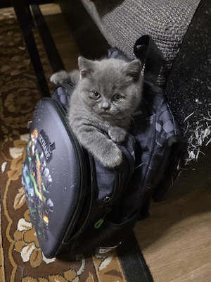 Süßes Katzenmädchen (BKH-Mix) sucht ein liebevolles Zuhause