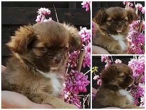 Chihuahua Hündin 