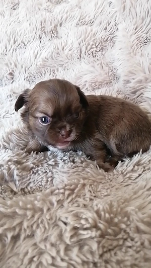Chihuahua Hündin  Bild 3
