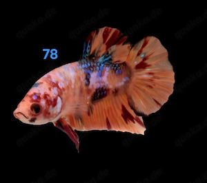 Kampffisch Männchen Betta splendens 