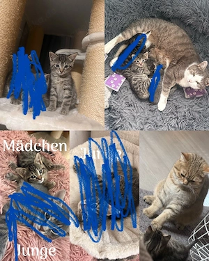 BKH mix kitten Nur noch das mädchen