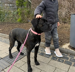Cane Corso Weibchen sucht liebevolles Zuhause