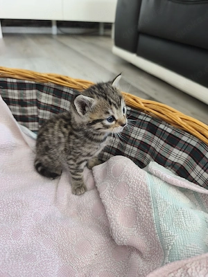 Bengalmix Kitten Bengal Mix 