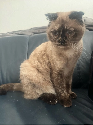 eine liebe katze in liebe hände zu vermitteln
