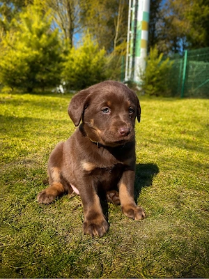    Liebevolle Labrador Hündin 10 wochen   