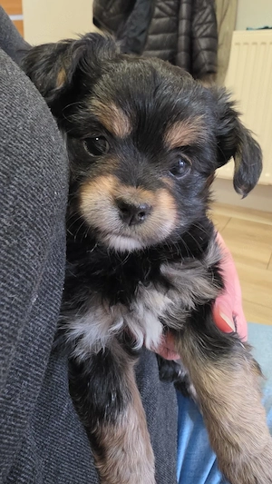 Sehr süsse kleinbleibende Maltipoo (Malteser-Pudel) - Yorkshire Terrier Hündinnen Welpen