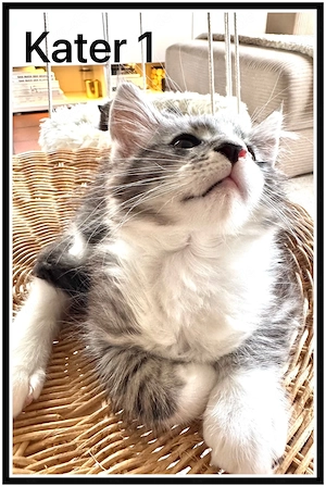 reinrassige Maine Coon Kitten abzugeben  Bild 9
