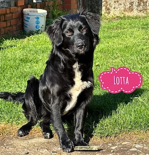 Lotta, wunderhübsche Retriever   Mudi Hündin, katzenfreundlich und gut erzogen