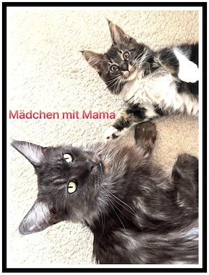 reinrassige Maine Coon Kitten abzugeben  Bild 7
