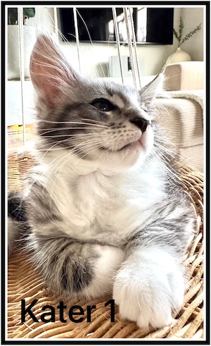 reinrassige Maine Coon Kitten abzugeben  Bild 10
