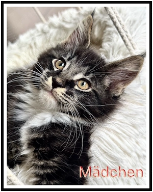 reinrassige Maine Coon Kitten abzugeben  Bild 6