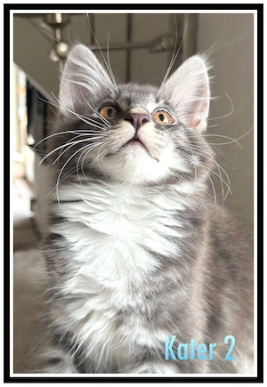reinrassige Maine Coon Kitten abzugeben  Bild 5