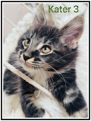 reinrassige Maine Coon Kitten abzugeben  Bild 2
