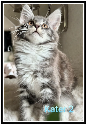 reinrassige Maine Coon Kitten abzugeben 