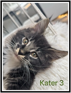 reinrassige Maine Coon Kitten abzugeben  Bild 4