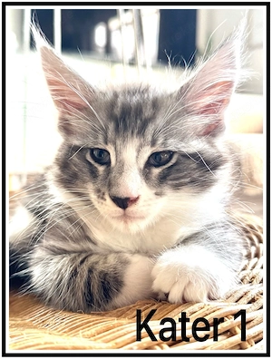reinrassige Maine Coon Kitten abzugeben  Bild 8