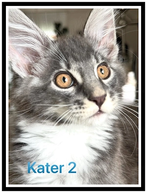 reinrassige Maine Coon Kitten abzugeben  Bild 3