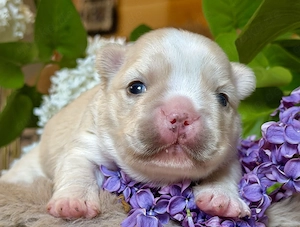 Premium Französische Bulldoggen Welpen aus promovierter Zucht Bild 10