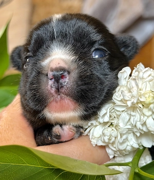Premium Französische Bulldoggen Welpen aus promovierter Zucht Bild 5