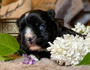 Premium Französische Bulldoggen Welpen aus promovierter Zucht 