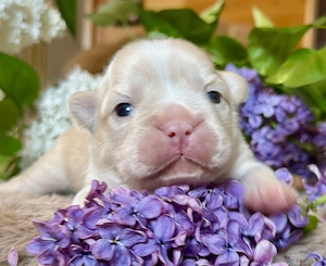 Premium Französische Bulldoggen Welpen aus promovierter Zucht Bild 2