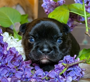 Premium Französische Bulldoggen Welpen aus promovierter Zucht Bild 7