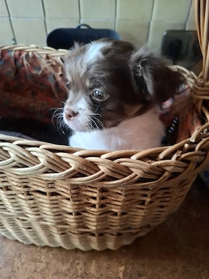 Noch ein süsser Chihuahua Mix Rüde sucht ab sofort 