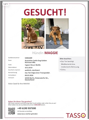 Dringend gesucht   Hündin  Maggie  in Berlin-Friedrichshain