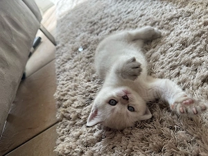 bkh kitten weiblich