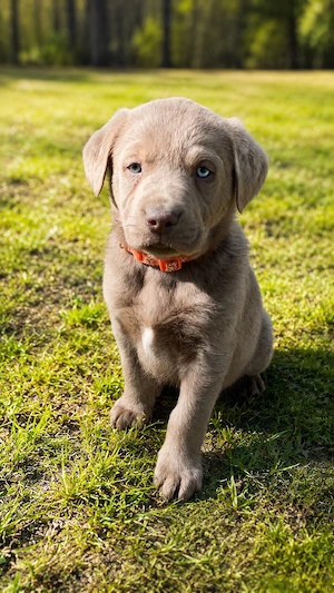    Wunderschöner silberner Labrador Rüde sucht liebevolles Zuhause   