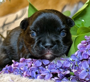 Premium Französische Bulldoggen Welpen aus promovierter Zucht Bild 8