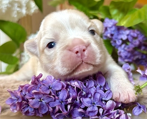 Premium Französische Bulldoggen Welpen aus promovierter Zucht Bild 3