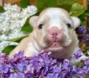 Premium Französische Bulldoggen Welpen aus promovierter Zucht Bild 9