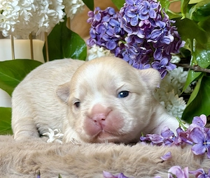Premium Französische Bulldoggen Welpen aus promovierter Zucht Bild 6