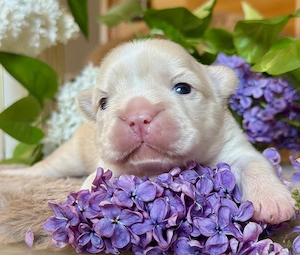 Premium Französische Bulldoggen Welpen aus promovierter Zucht