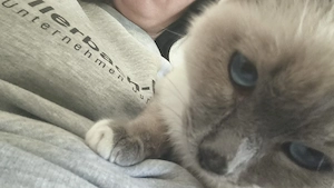helige Birma kater 