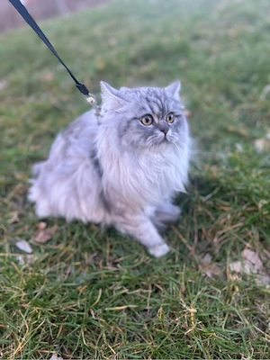 britische langhaarkatze 