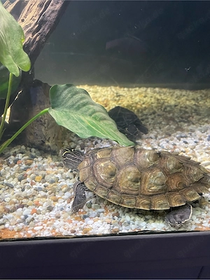 Zwei Wasserschildkröten abzugeben - nur zusammen in gute Hände