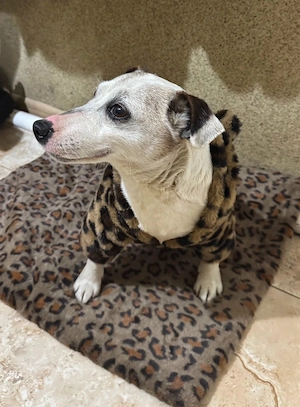 Hund Jack Russell Terrier in gute Hände abzugeben