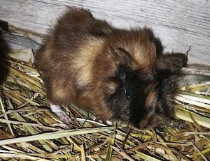 Junge Meerschweinchen