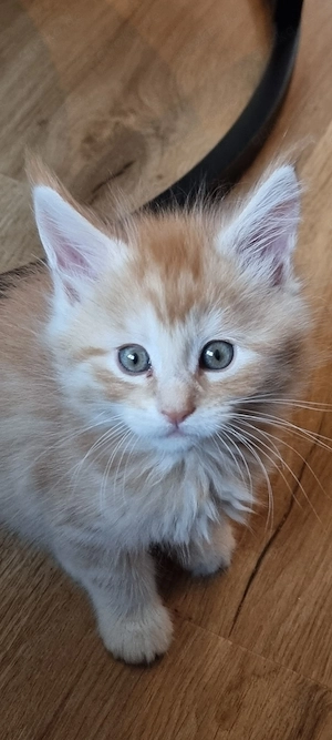 Wunderschöne reinrassige maine coon babies   